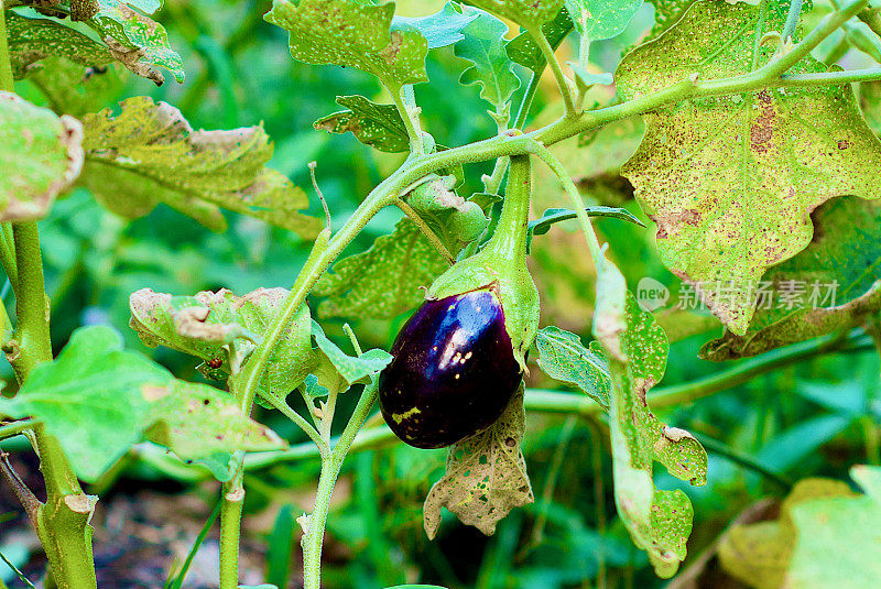 茄子(Solanum melongena)家庭菜园中的果实